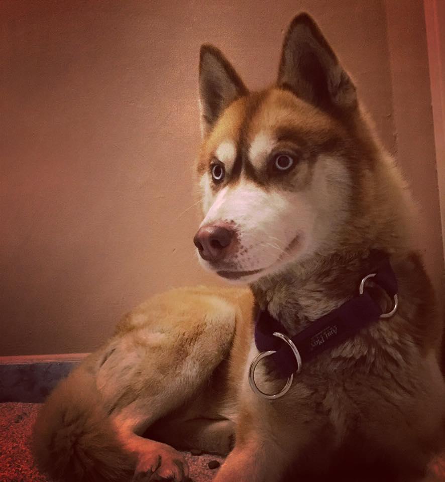 husky_03.jpg