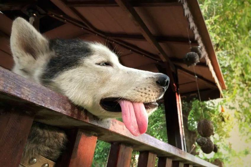 husky dyszy
