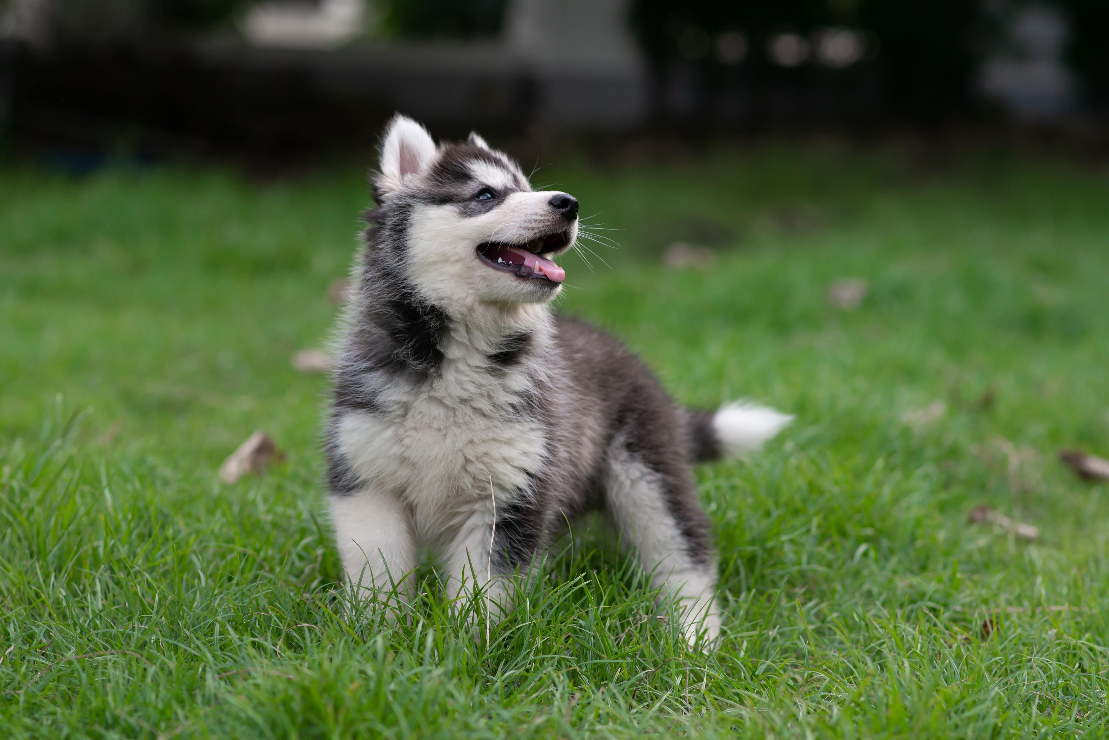 husky uratowal porzucone niemowle