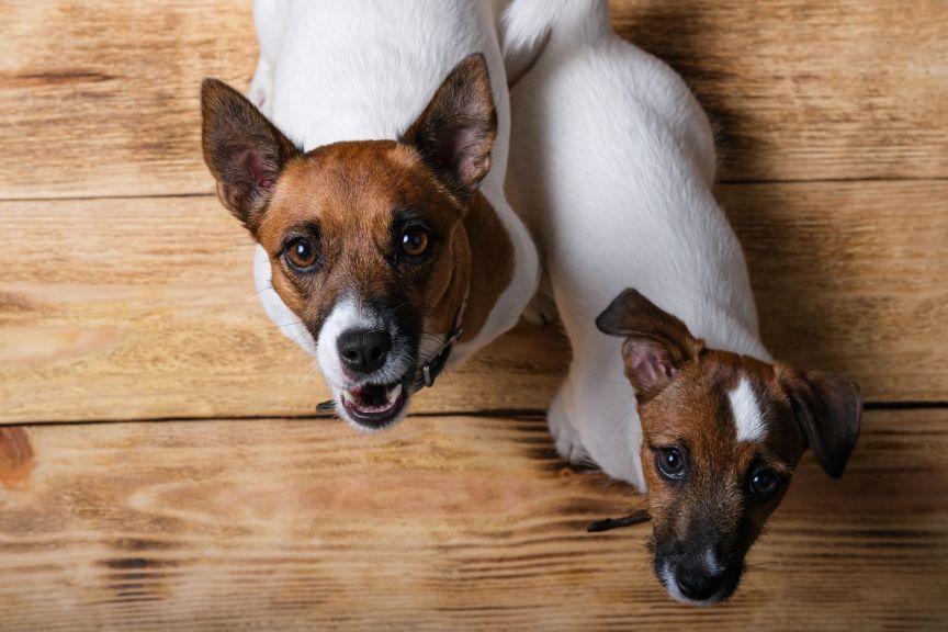 jack russell terrier