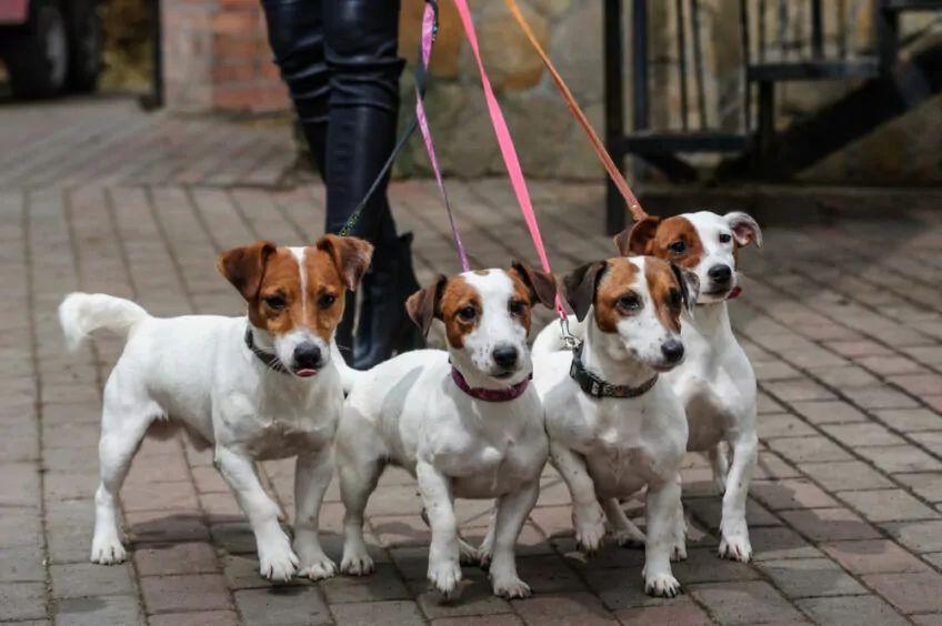 jack russell terrier