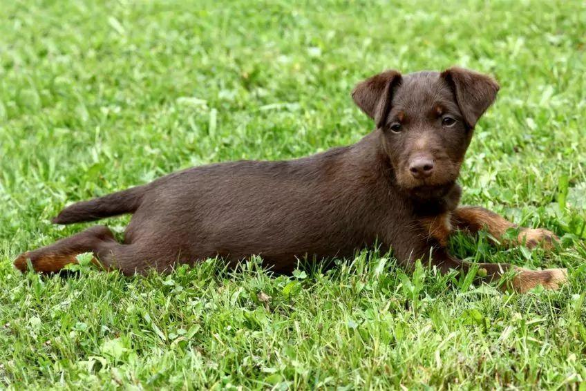 Czekoladowe szczenię jagdterriera leżące na trawie