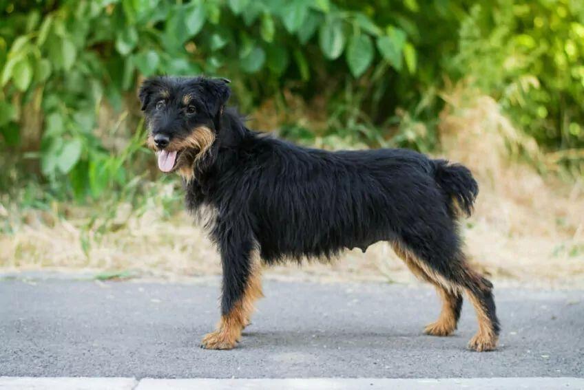 niemiecki terier myśliwski jagdterrier