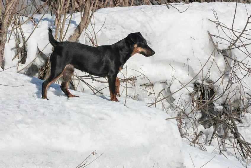Krótkowłosy jagdterrier w zimowym plenerze