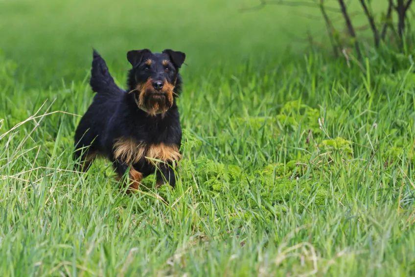 Jagdterrier stojący w trawie