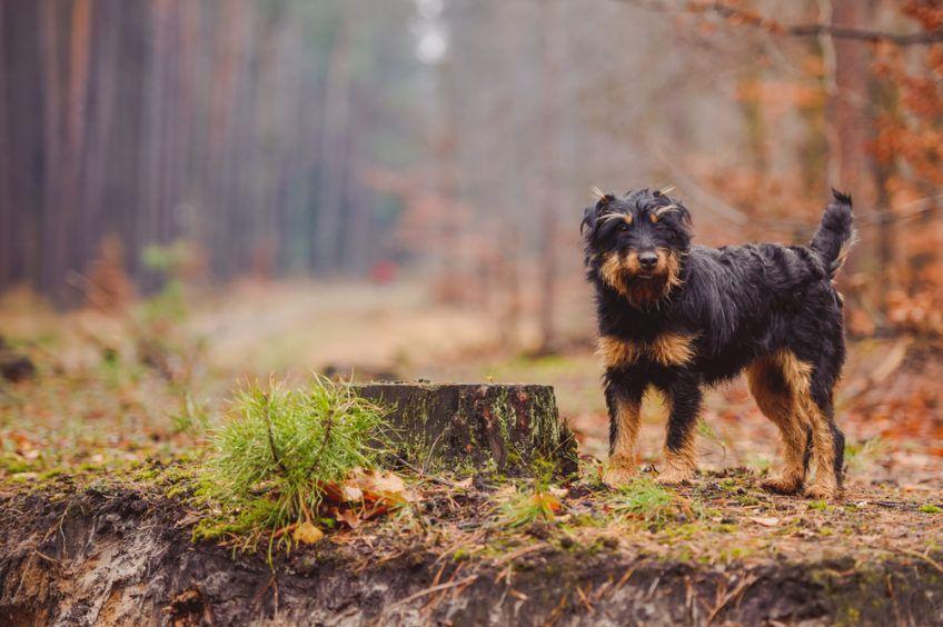 Jagdterrier w jesiennym lesie