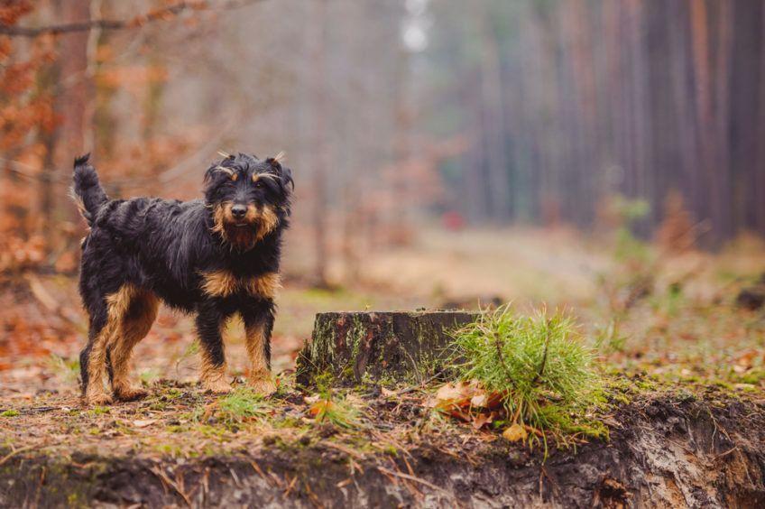 Niemiecki terier myśliwski (jagdterrier) w lesie