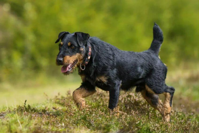 niemiecki terier myśliwski jagdterrier