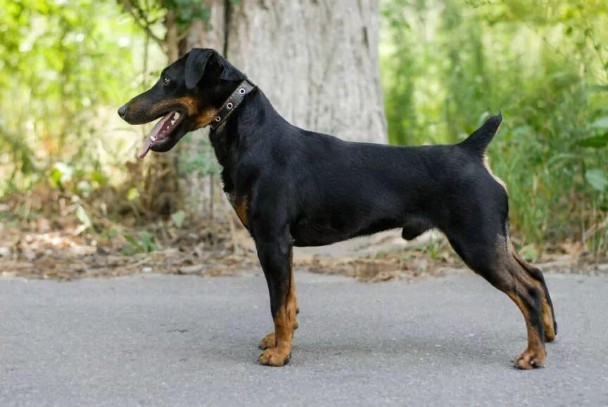 niemiecki terier myśliwski jagdterrier