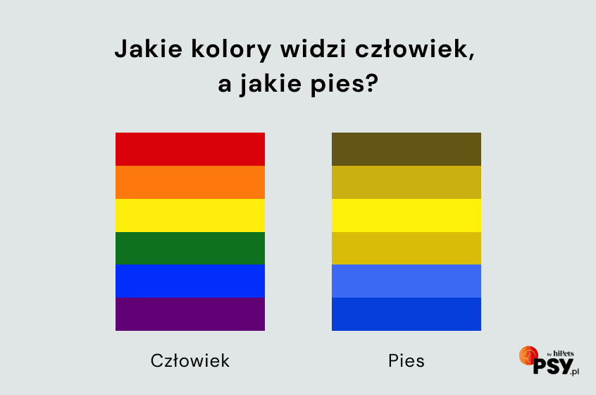 jakie kolory widzi pies