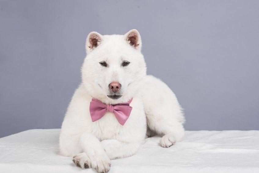 japońskie rasy psów kishu inu