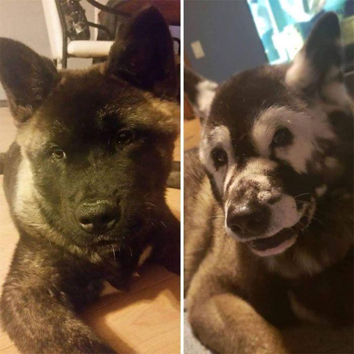 jax akita
