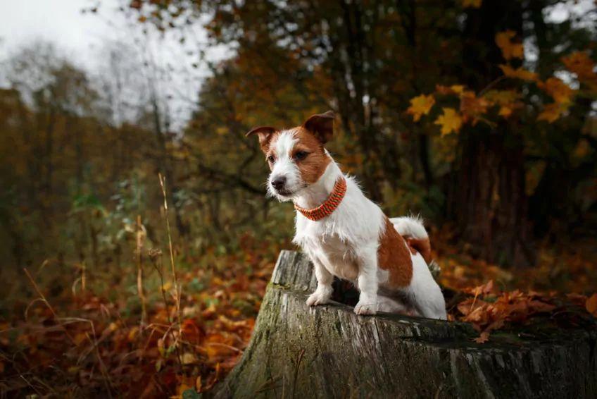 JRT w parku
