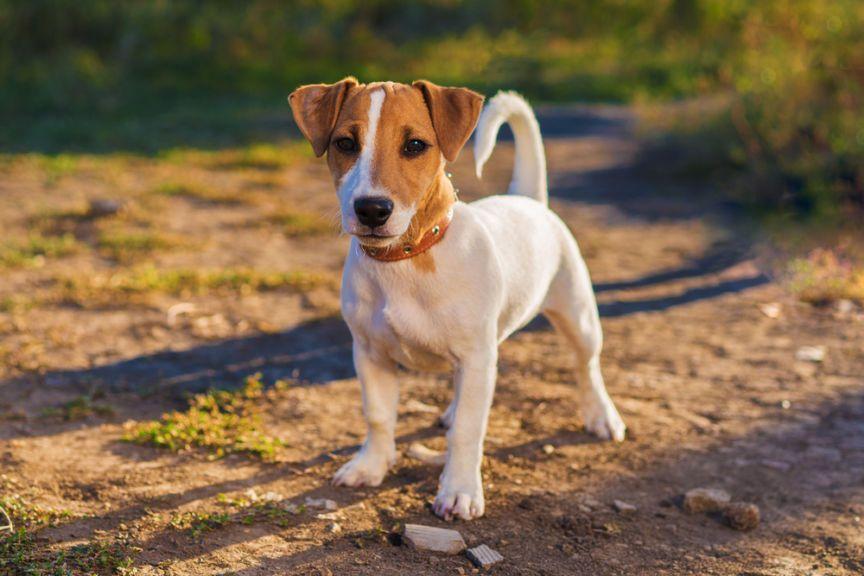Spacer z jack russell terierem