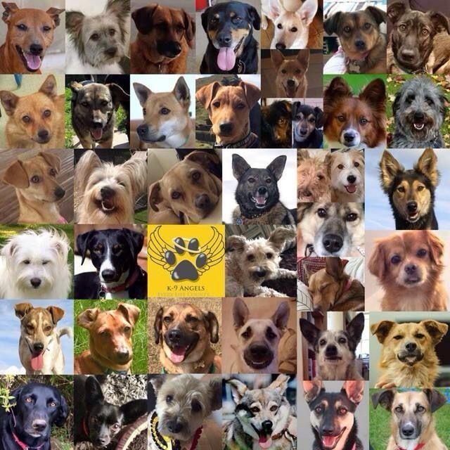 k9_angels.jpg