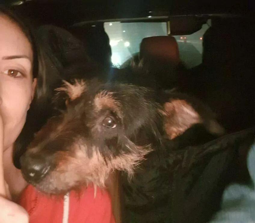 kazan odebrany po adopcji z łańcucha