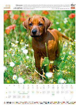 kalendar_13_.p07.jpg