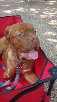 keaton_red_dog_w_wozku.jpg