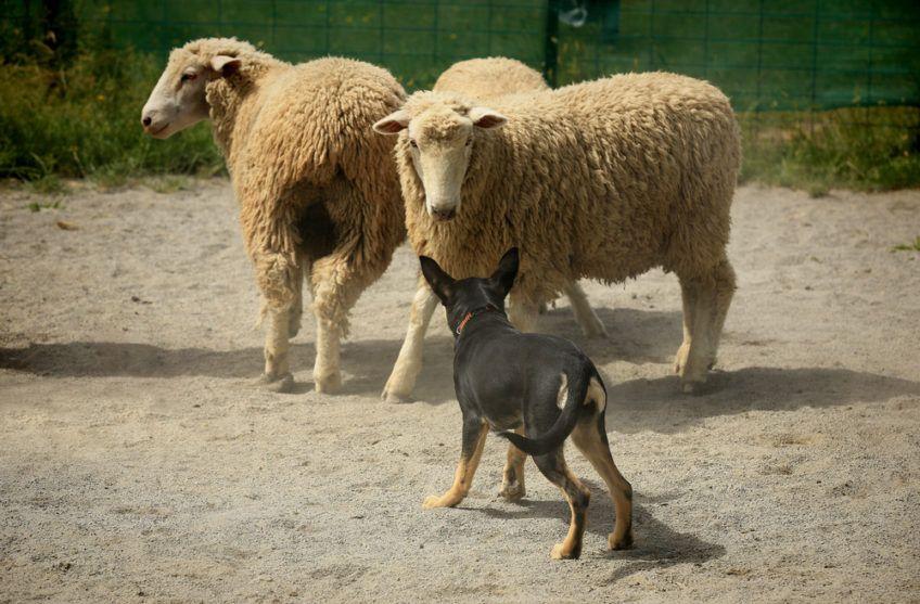 Kelpie przy pracy z owcami