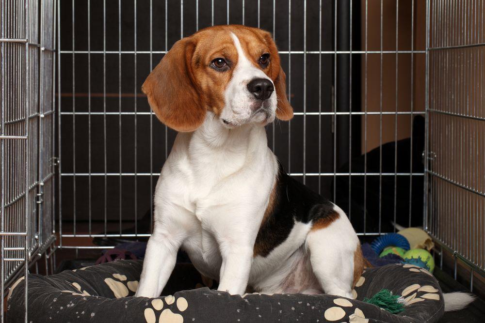 kennel dla psa