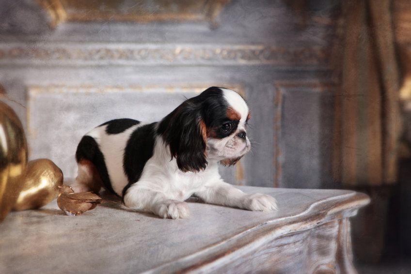 King charles spaniel leżący na ozdobnym stoliku