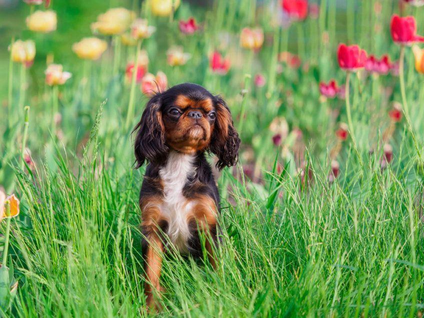 King charles spaniel siedzący na łące
