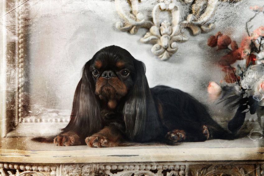 King charles spaniel leżący na zabytkowym krześle