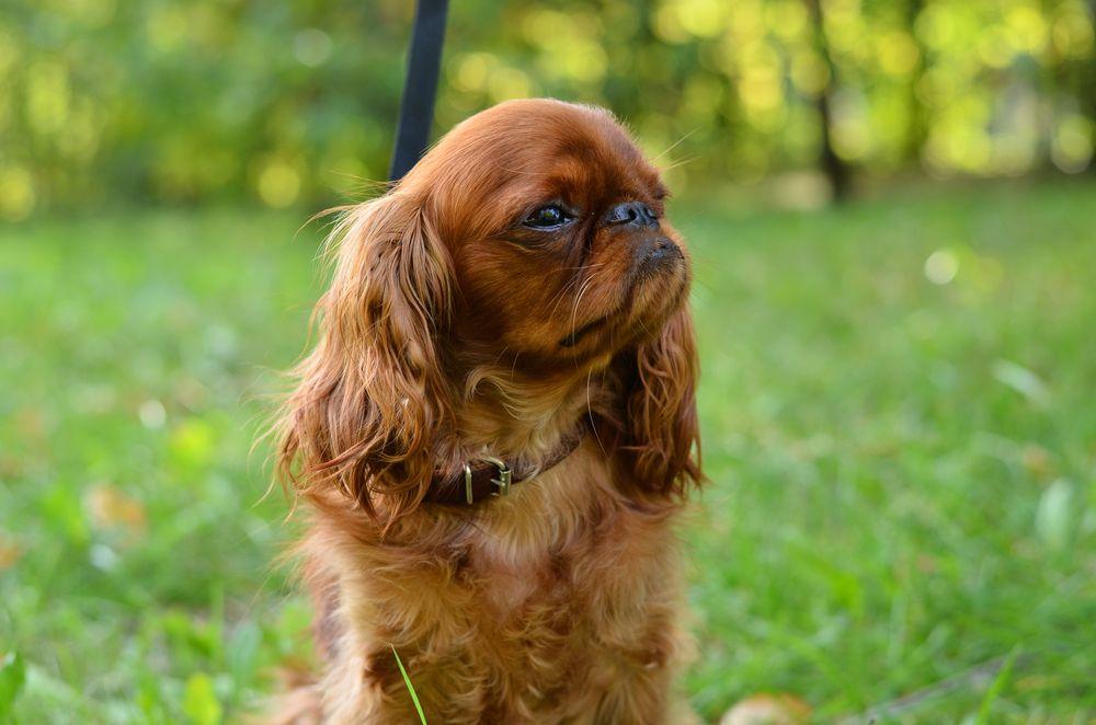king charles spaniel 2.jpg
