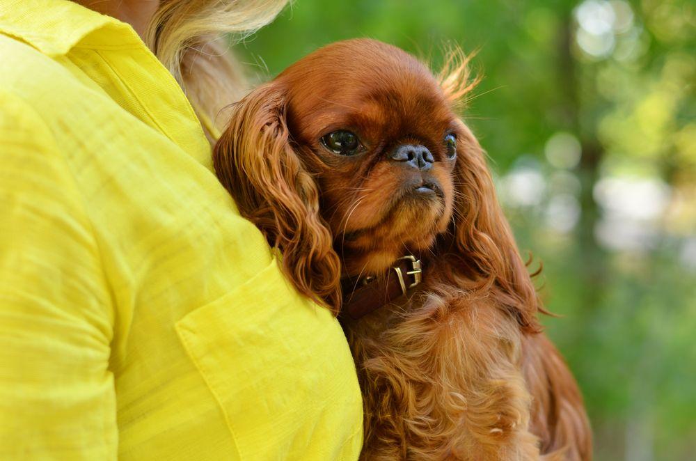 king charles spaniel 3.jpg