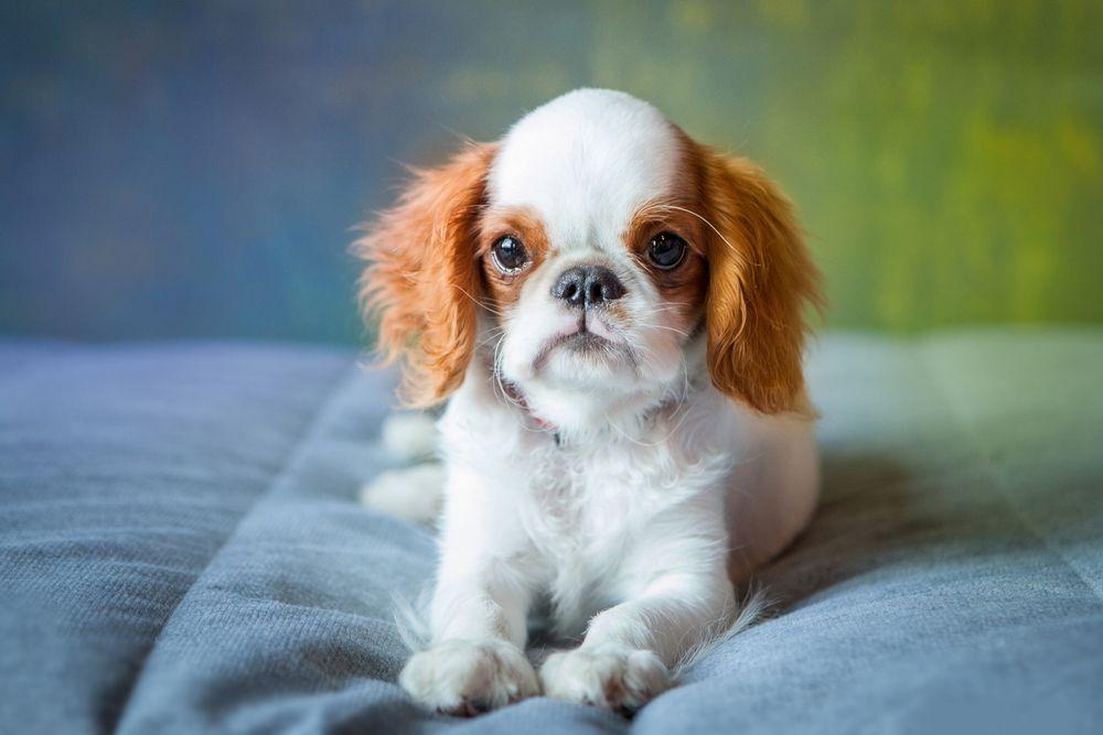 king charles spaniel 4.jpg