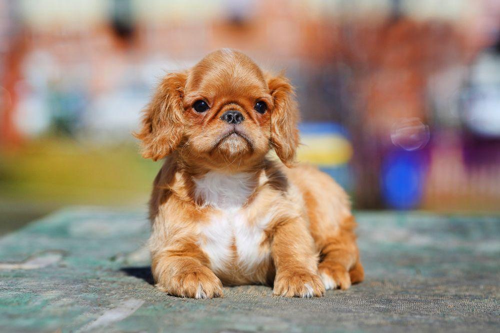 king charles spaniel.jpg