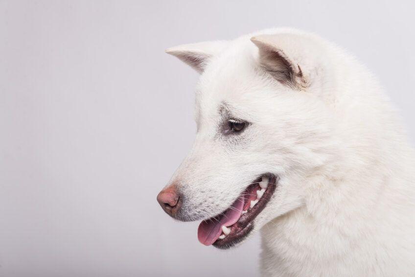 kishu