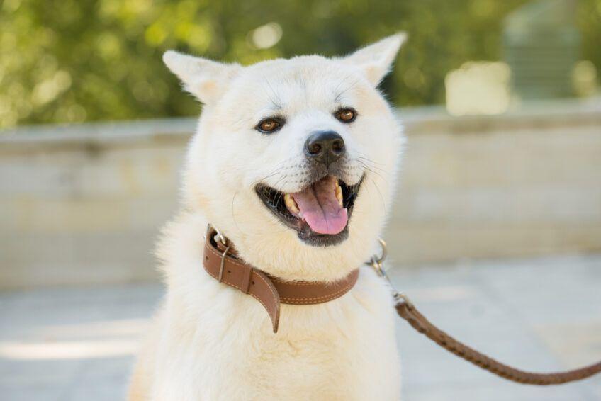 kishu