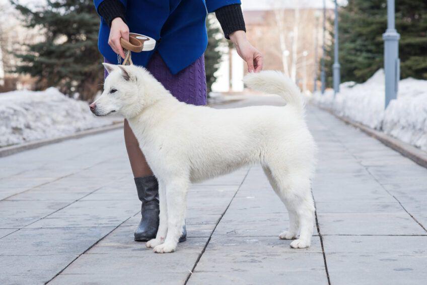 kishu