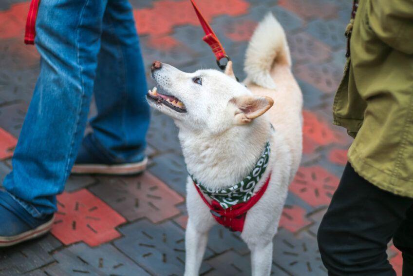 kishu
