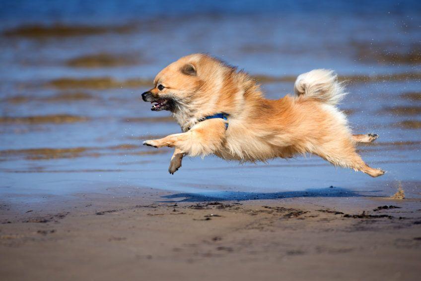 Szpic mały w cwale po plaży