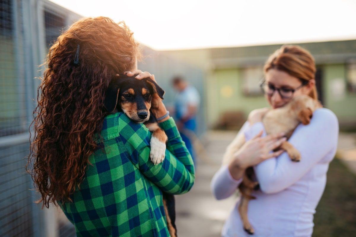 kontrowersje wokół adopcji psów