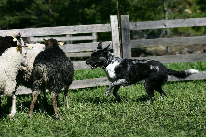 Krótkowłosy blue merle koolie przy pracy z owcami