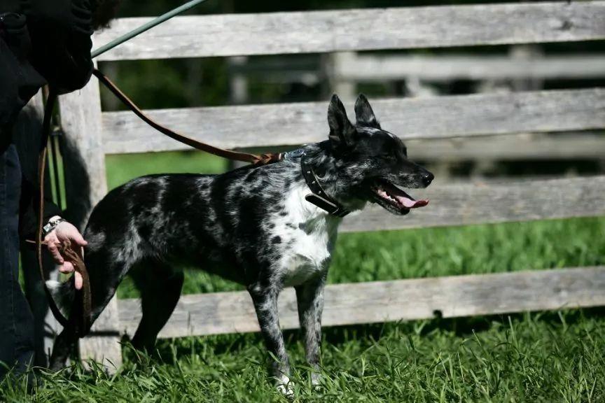 Krótkowłosy koolie blue merle stojący przy płocie