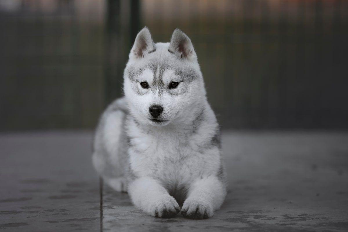 kupili husky, wyrósł wilk