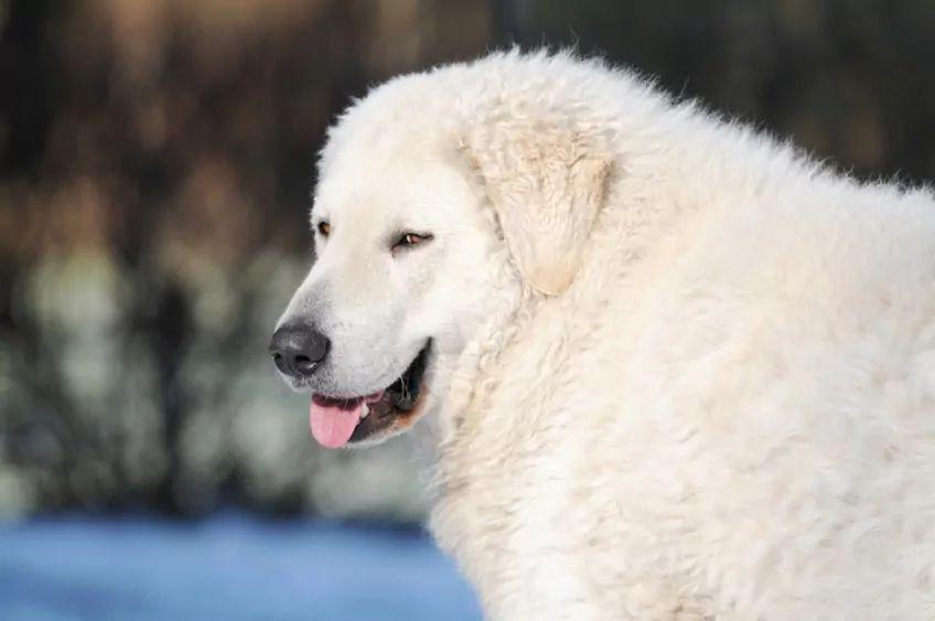 kuvasz