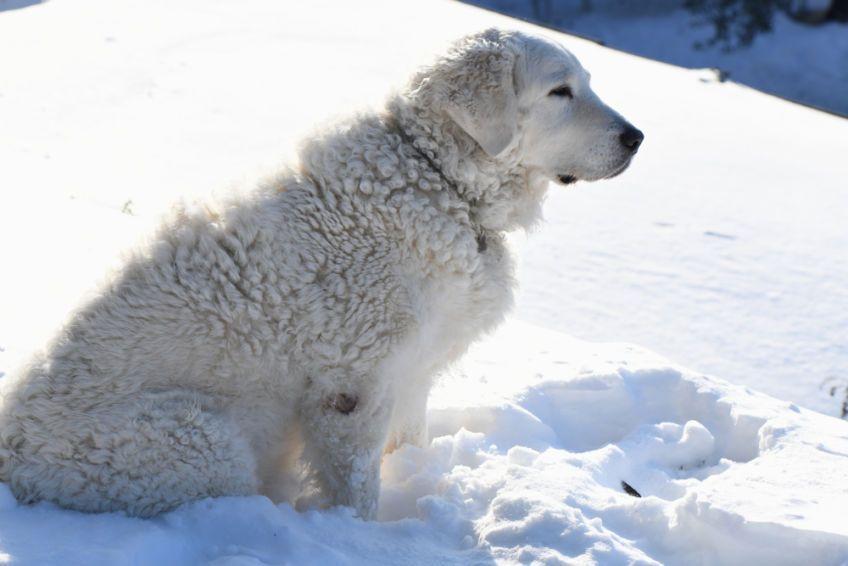 kuvasz na śniegu