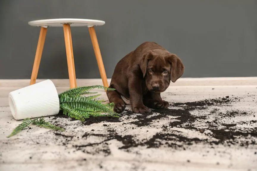 roomba