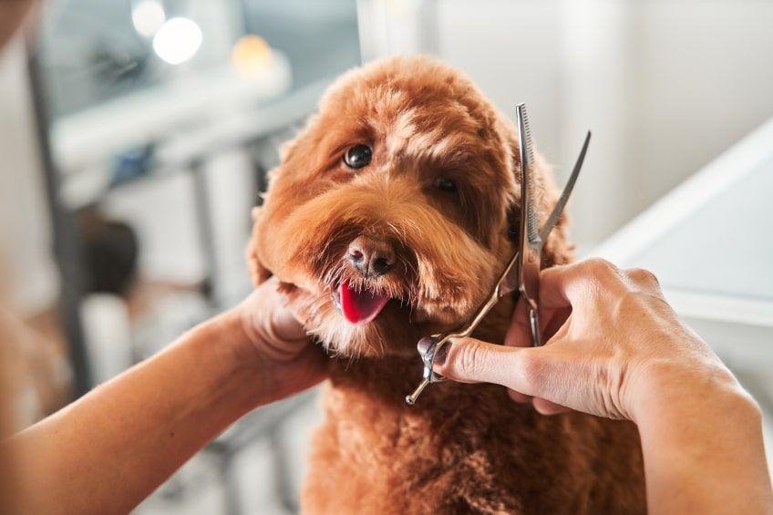 labradoodle strzyżenie