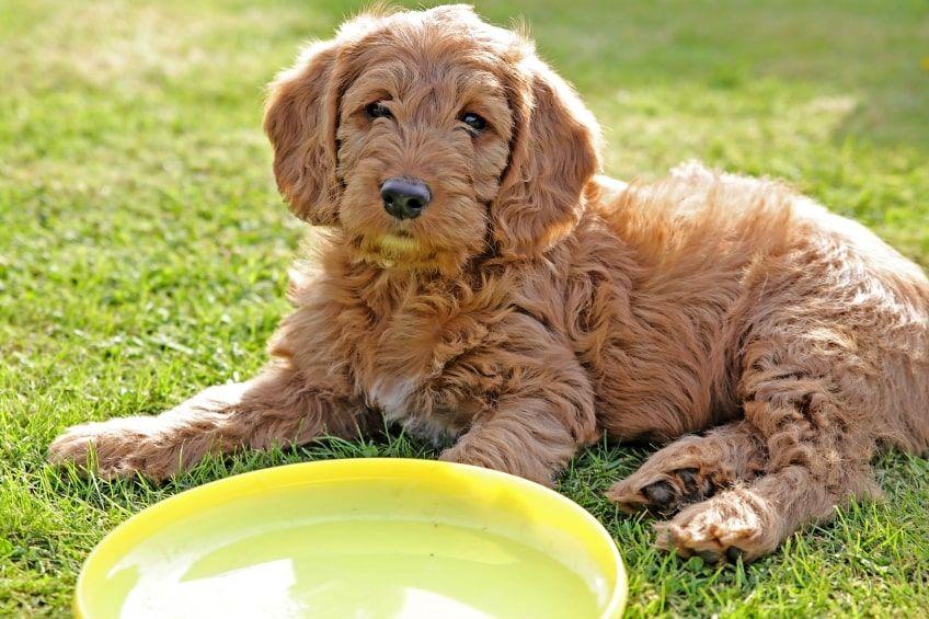 labradoodle szczeniak