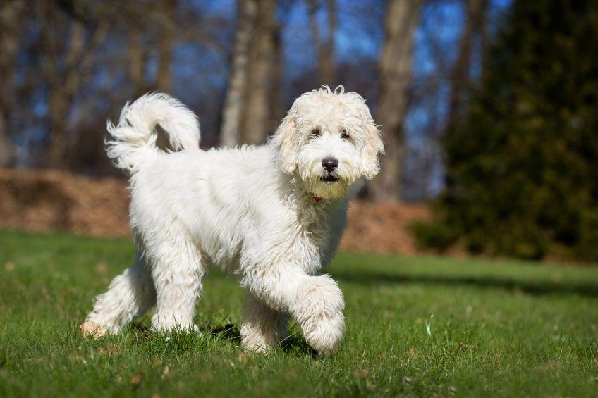 labradoodle w ruchu