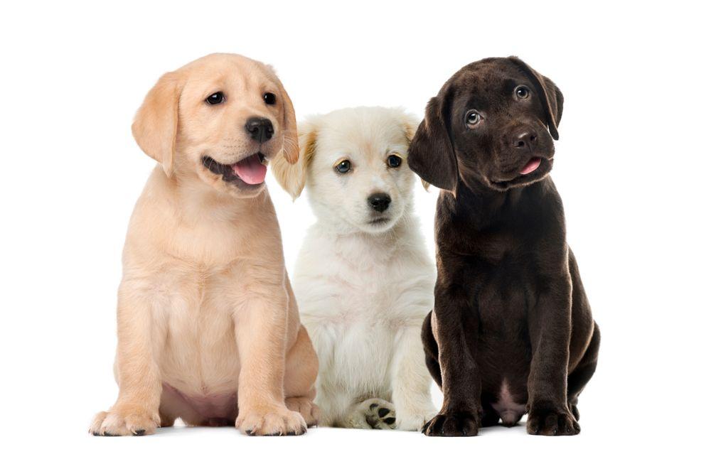 labrador a golden.jpg