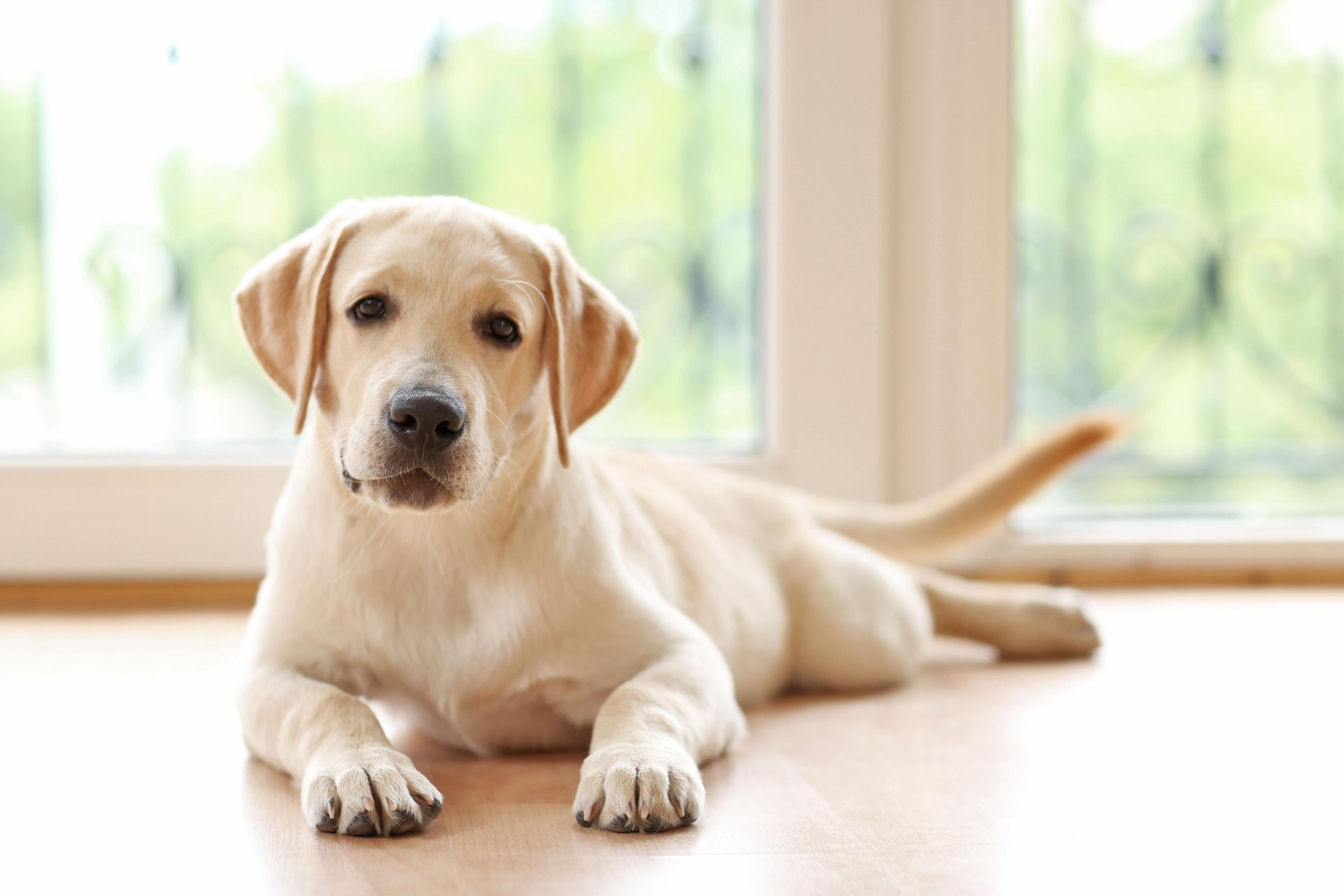 labrador golden retriever.