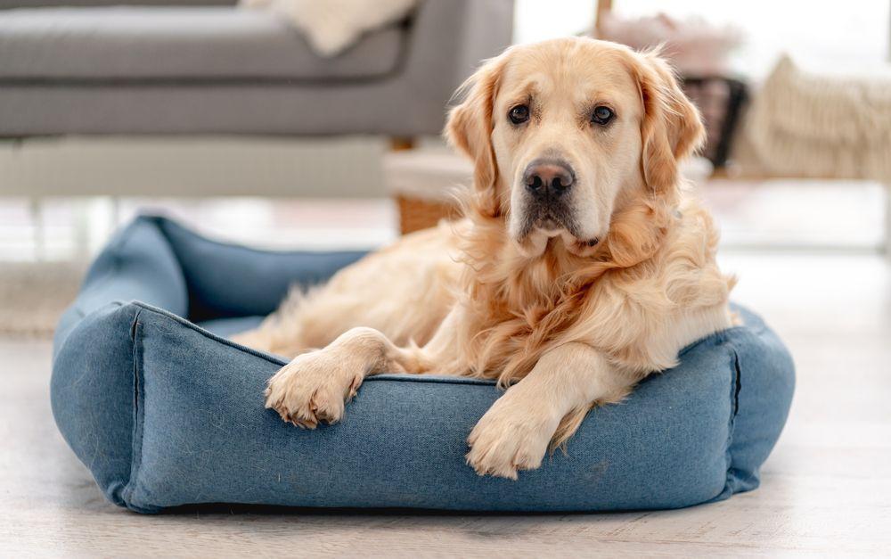 labrador golden retriever 