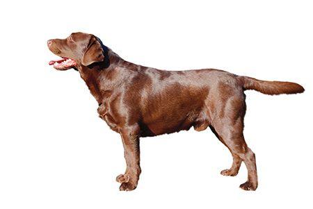 labrador_retriever.jpg